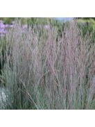 Fenyérfű / ANDROPOGON scoparius 'Aldous'