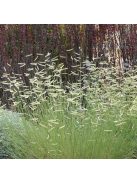 Alacsony szúnyogfű / BOUTELOUA gracilis 
