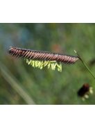Alacsony szúnyogfű / BOUTELOUA gracilis 