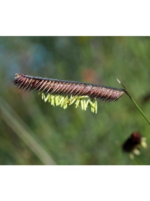 Alacsony szúnyogfű / BOUTELOUA gracilis 