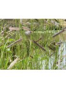 Alacsony szúnyogfű / BOUTELOUA gracilis 