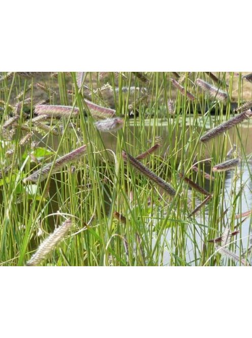 Alacsony szúnyogfű / BOUTELOUA gracilis 