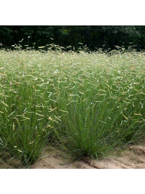 Alacsony szúnyogfű / BOUTELOUA gracilis 