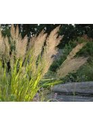 Koreai nádtippan / CALAMAGROSTIS brachytricha 