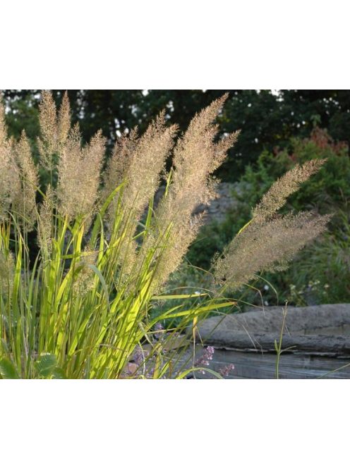 Koreai nádtippan / CALAMAGROSTIS brachytricha 
