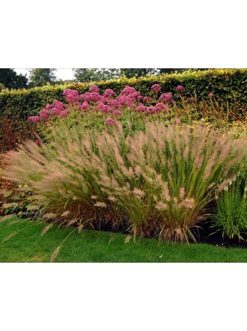 Koreai nádtippan / CALAMAGROSTIS brachytricha 