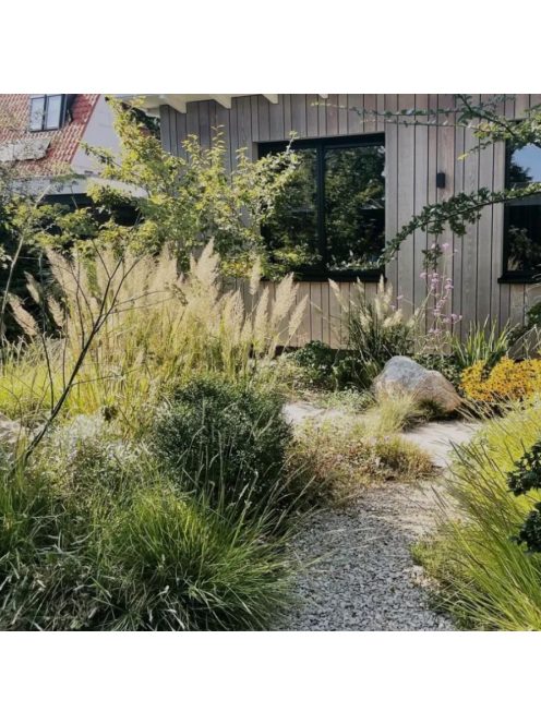 Koreai nádtippan / CALAMAGROSTIS brachytricha 