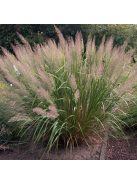 Koreai nádtippan / CALAMAGROSTIS brachytricha 