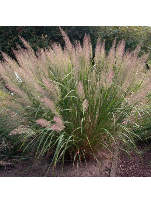 Koreai nádtippan / CALAMAGROSTIS brachytricha 