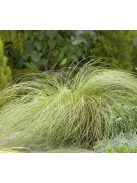 Fehér sás / CAREX albula 'Frosted Curls'