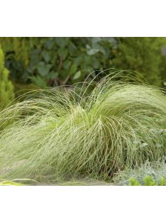 Fehér sás / CAREX albula 'Frosted Curls'