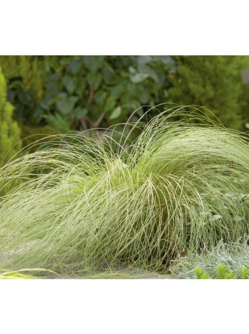 Fehér sás / CAREX albula 'Frosted Curls'