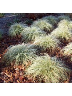 Fehér sás / CAREX albula 'Frosted Curls'
