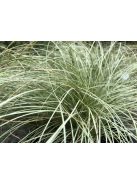 Fehér sás / CAREX albula 'Frosted Curls'