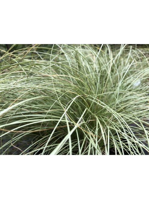 Fehér sás / CAREX albula 'Frosted Curls'