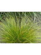 Ostoros sás / CAREX flagellifera 'Kiwi'