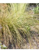 Ostoros sás / CAREX flagellifera 'Kiwi'