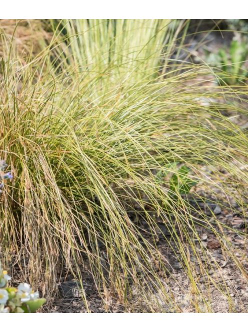 Ostoros sás / CAREX flagellifera 'Kiwi'