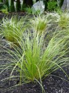 Ostoros sás / CAREX flagellifera 'Kiwi'