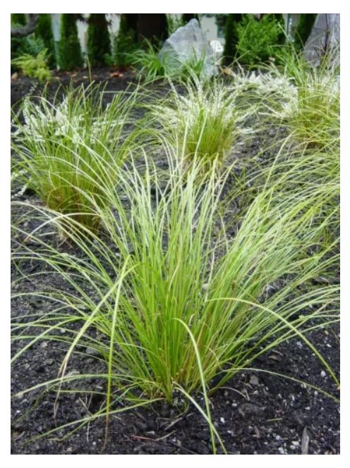 Ostoros sás / CAREX flagellifera 'Kiwi'