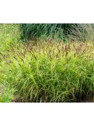 Pálmalevelű sás / CAREX muskingumensis 