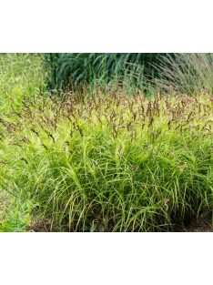 Pálmalevelű sás / CAREX muskingumensis 