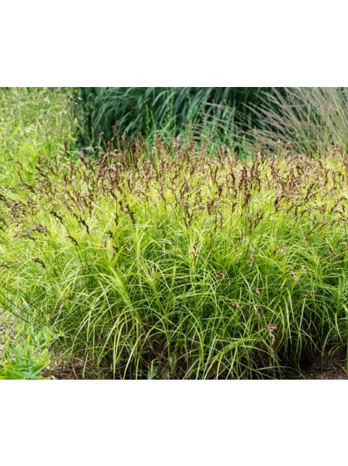 Pálmalevelű sás / CAREX muskingumensis 