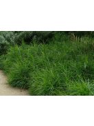 Pálmalevelű sás / CAREX muskingumensis 