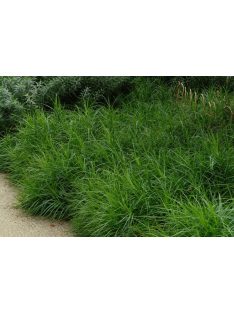 Pálmalevelű sás / CAREX muskingumensis 