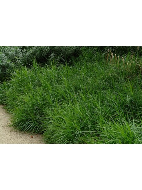 Pálmalevelű sás / CAREX muskingumensis 