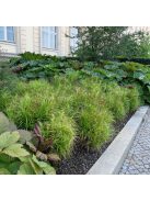 Pálmalevelű sás / CAREX muskingumensis 