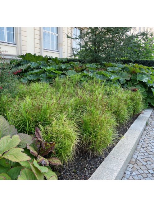 Pálmalevelű sás / CAREX muskingumensis 