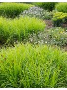 Pálmalevelű sás / CAREX muskingumensis 