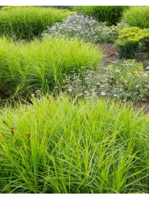 Pálmalevelű sás / CAREX muskingumensis 