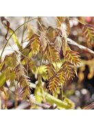Széleslevelű különösfű / CHASMANTHIUM latifolium 