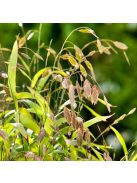 Széleslevelű különösfű / CHASMANTHIUM latifolium 