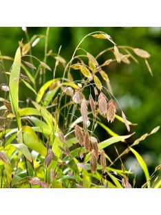 Széleslevelű különösfű / CHASMANTHIUM latifolium 