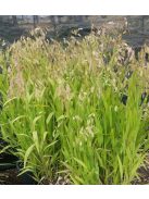 Széleslevelű különösfű / CHASMANTHIUM latifolium 