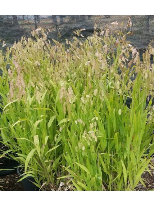 Széleslevelű különösfű / CHASMANTHIUM latifolium 