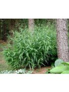 Széleslevelű különösfű / CHASMANTHIUM latifolium 