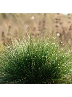 Medveszőrcsenkesz / FESTUCA gautieri 