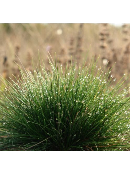 Medveszőrcsenkesz / FESTUCA gautieri 