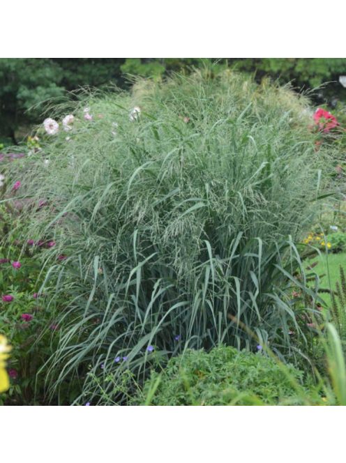 Vesszősköles / PANICUM virgatum 'Blue Giants'