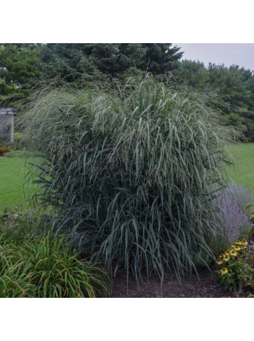 Vesszősköles / PANICUM virgatum 'Blue Giants'