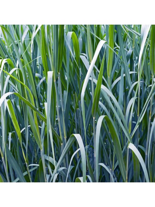 Vesszősköles / PANICUM virgatum 'Blue Giants'