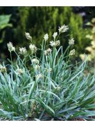 Lápi nyúlfarkfű / SESLERIA caerulea 