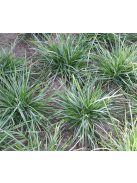 Lápi nyúlfarkfű / SESLERIA caerulea 