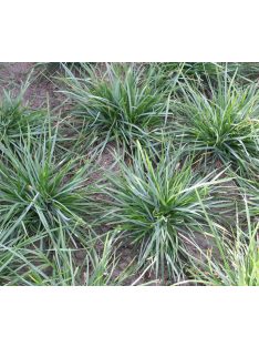 Lápi nyúlfarkfű / SESLERIA caerulea 