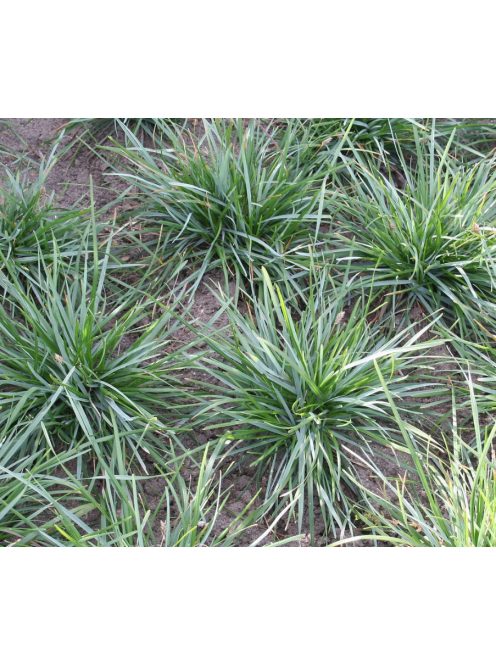 Lápi nyúlfarkfű / SESLERIA caerulea 