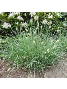 Lápi nyúlfarkfű / SESLERIA caerulea 